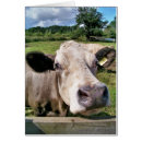 Zoek naar cow kaarten Land