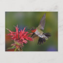 Zoek naar roofvogel briefkaarten Niemand