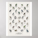Zoek naar duiven posters Vogels