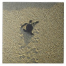 Zoek naar zee schildpad tegels Wild