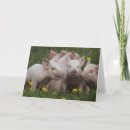 Zoek naar biggetjes posters Baby