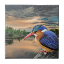 Zoek naar ijsvogel tegels Vogels