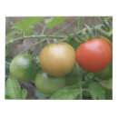 Zoek naar tomaat notitieblokken Tomaten