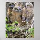 Zoek naar bubo virginianus posters Fauna