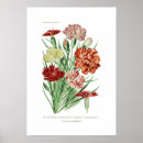 Zoek naar dianthus posters Bloem