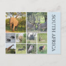Zoek naar afrikaanse dieren briefkaarten Zuid afrika