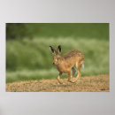 Zoek naar oren posters Dier