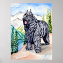 Zoek naar bouviers posters Bouvier des flandres