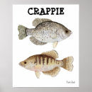 Zoek naar crappie posters Vis