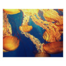 Zoek naar animal marin posters Voor iedereen