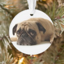 Zoek naar pug ornamenten Schattig