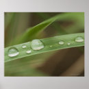 Zoek naar bladen posters Close up