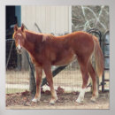 Zoek naar paardenfoto posters Land