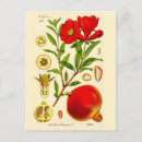 Zoek naar granaatappels posters Rode vruchten