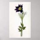 Zoek naar botanical illustration kunst Floral