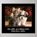 Zoek naar katten honden posters Druk