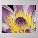 Zoek naar fiji kunst Bloem