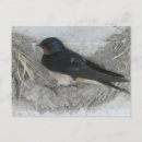 Zoek naar swallow briefkaarten Boerenzwaluw