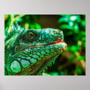 Zoek naar leguaan posters Iguana