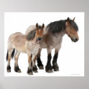 Zoek naar belgisch paard posters Dier