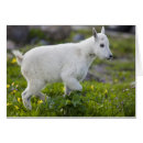 Zoek naar logan briefkaarten Nationaal park