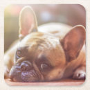 Zoek naar bulldog onderzetters Buldog