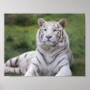 Zoek naar white tiger kunst Grote kat