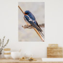 Zoek naar ornithologie posters Blauw