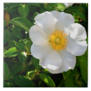 Zoek naar macro tegels Bladen