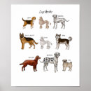 Zoek naar schetsen posters Hond