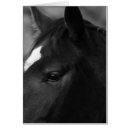 Zoek naar zwart wit paard kaarten Portret