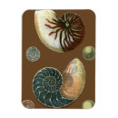 Zoek naar shells magneten Kust