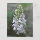 Zoek naar orchidee briefkaarten Plantaardig