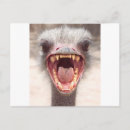 Zoek naar grappige struisvogel briefkaarten Emu
