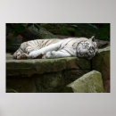 Zoek naar roofdier posters Wilde kat