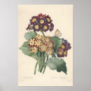 Zoek naar primula posters Illustratie