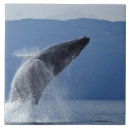 Zoek naar alaska tegels Wild