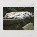 Zoek naar witte tijger briefkaarten Wilde dieren