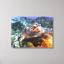 Zoek naar schildpadden kunst Fotografie