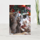 Zoek naar pembroke welsh corgi briefkaarten Puppies