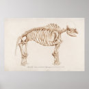 Zoek naar mammoet posters Dieren