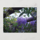 Zoek naar wisteria briefkaarten Natuur