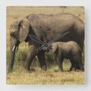 Zoek naar afrikaanse olifant klokken Kalf
