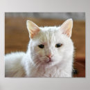 Zoek naar turkse posters Kat