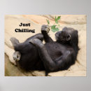 Zoek naar grappige chimpansee posters Humor