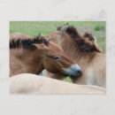 Zoek naar wild paarden briefkaarten Natuur