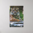 Zoek naar dierentuin canvas prints Wild