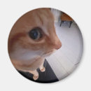 Zoek naar meme magneten Kat