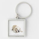 Zoek naar kleine honden sleutelhangers Fotografie