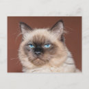 Zoek naar siamese kat briefkaarten Katje